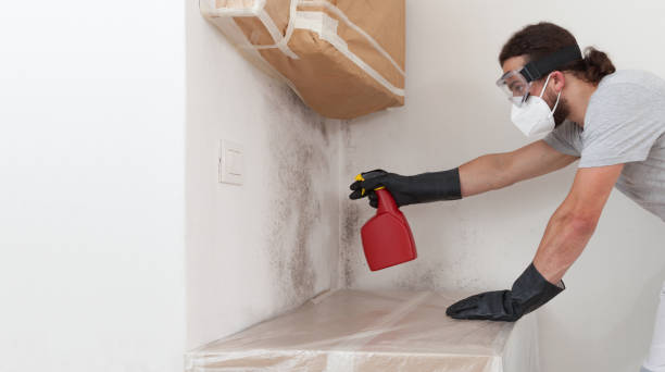 Professional Mold Inspection technician working in Alden, MI